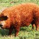 Illustration for article titled Mangalica-gate: románok lopnák a cuki magyar malac őshonosságát